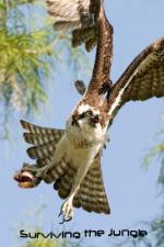 Watch National Geographic: Wild Surviving The Jungle 2KMovies