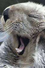 Watch Sea Otters - A Million Dollar Baby 2KMovies