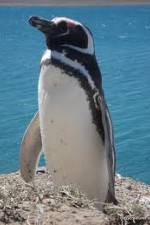 Watch National Geographic Wild Chronicles: Penguins 2KMovies