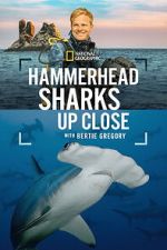 Watch Hammerhead Sharks Up Close with Bertie Gregory 2KMovies