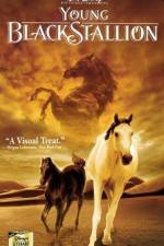Watch The Young Black Stallion 2KMovies