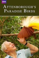 Watch Attenborough's Paradise Birds 2KMovies