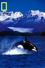 Watch National Geographic Killer Whales Of The Fjord 2KMovies