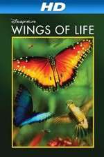 Watch Pollen 2KMovies