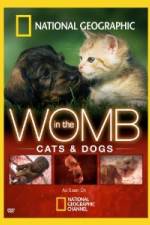 Watch National Geographic In The Womb  Cats 2KMovies