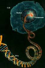 Watch Horizon: Miracle Cure? A Decade of the Human Genome 2KMovies