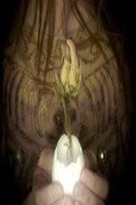 Watch A Zebra for Sally 2KMovies