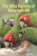 Watch The Wild Parrots of Telegraph Hill 2KMovies