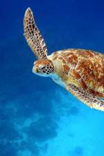 Watch Turtle 2KMovies