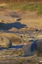 Watch Supergiant Animals 2KMovies