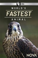 Watch World\'s Fastest Animal 2KMovies