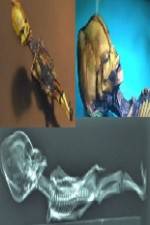 Watch Desert of the Skeletons 2KMovies