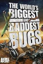 Watch Worlds Biggest and Baddest Bugs 2KMovies