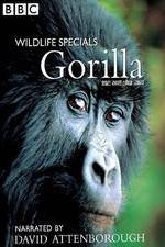 Watch Gorilla Revisited with David Attenborough 2KMovies