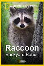 Watch Raccoon: Backyard Bandit 2KMovies