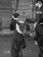 Watch Trained Bears 2KMovies
