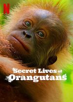 Watch Secret Lives of Orangutans 2KMovies