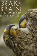 Watch Beak & Brain - Genius Birds from Down Under 2KMovies