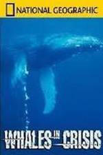 Watch National Geographic: Whales in Crisis 2KMovies
