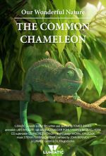 Watch Our Wonderful Nature - The Common Chameleon 2KMovies