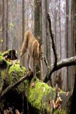 Watch National Geographic Wild Balkans 2KMovies