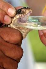 Watch History Channel Evolve:  Venom 2KMovies