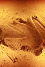 Watch Lost Cannibals of Europe 2KMovies