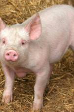 Watch Patent For A Pig: The Big Business of Genetics 2KMovies