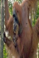 Watch Refugees Of The Lost Rainforest 2KMovies