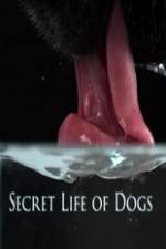 Watch Secret Life of Dog 2KMovies