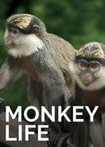 Watch Monkey Life 2KMovies