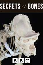 Watch Secrets of Bones 2KMovies
