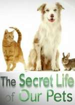 Watch The Secret Life of Our Pets 2KMovies