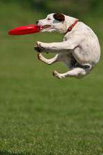 Watch Dogs 101: New Tricks 2KMovies