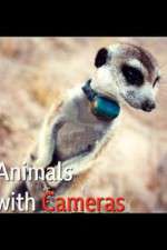 Watch Animals with Cameras 2KMovies
