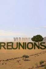 Watch Wild Animal Reunions 2KMovies