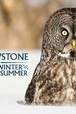 Watch Yellowstone Wildest Winter to Blazing Summer 2KMovies