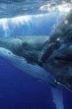 Watch Big Blue Live 2KMovies