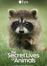 Watch The Secret Lives of Animals 2KMovies