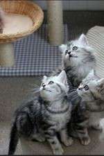 Watch The Secret Life of Kittens 2KMovies