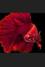 Watch Thailand: Earth's Tropical Paradise 2KMovies