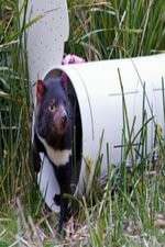 Watch Aussie Animal Island 2KMovies