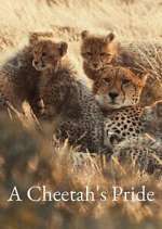Watch A Cheetah\'s Pride 2KMovies