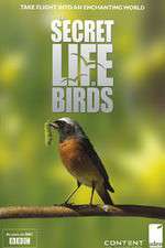 Watch Iolo's Secret Life of Birds 2KMovies