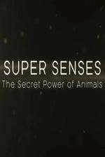 Watch Super Senses The Secret Power of Animals 2KMovies