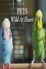 Watch Pets - Wild at Heart 2KMovies