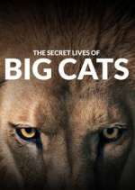 Watch The Secret Lives of Big Cats 2KMovies