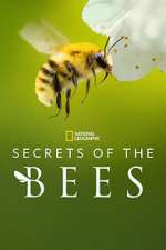 Watch Secrets of the Bees 2KMovies