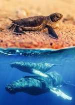 Watch Australia\'s Wild Moments 2KMovies