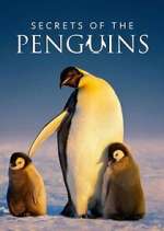 Watch Secrets of the Penguins 2KMovies